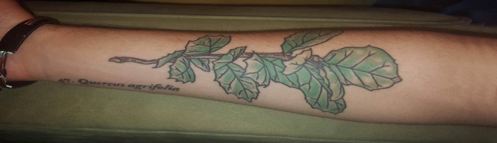 男生手臂上彩绘渐变简单线条植物叶子纹身图片