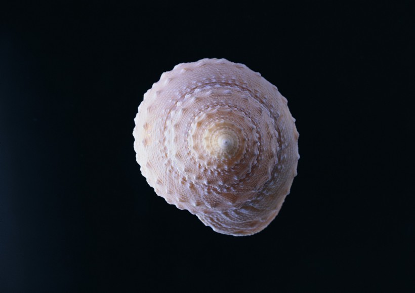 贝壳图(100张高清图片)