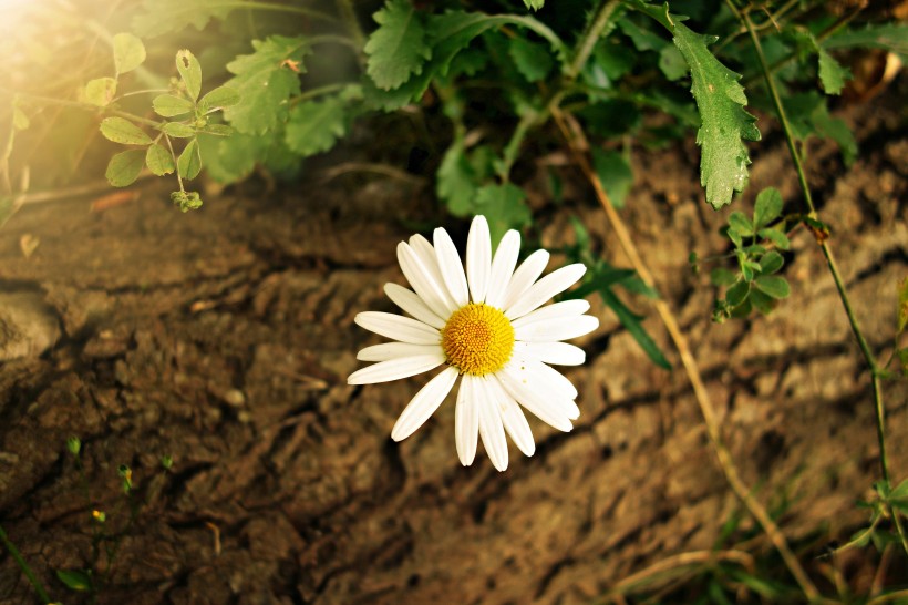一簇白色的雏菊花图(16张高清图片)