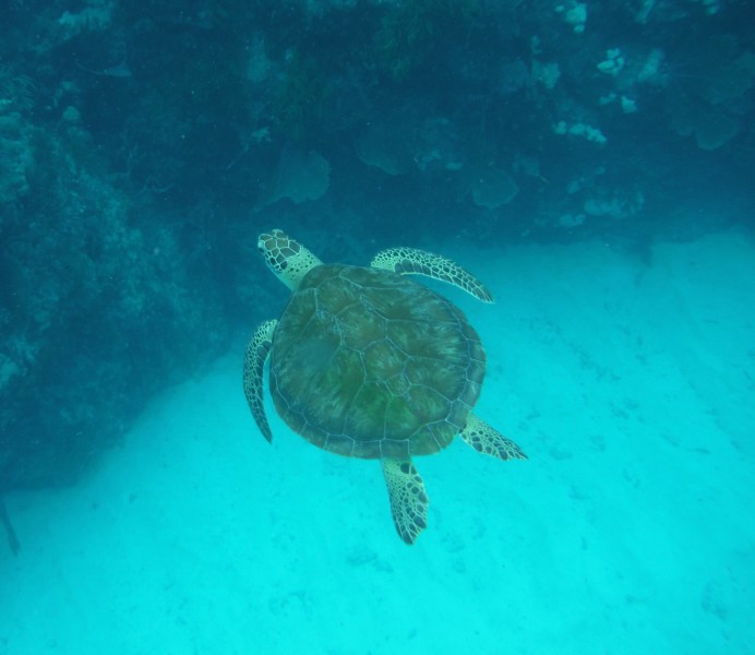 海中畅游的海龟图(13张高清图片)