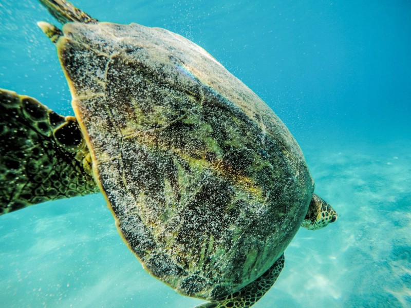 海中畅游的海龟图(13张高清图片)