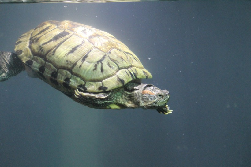 海洋里的海龟图(11张高清图片)