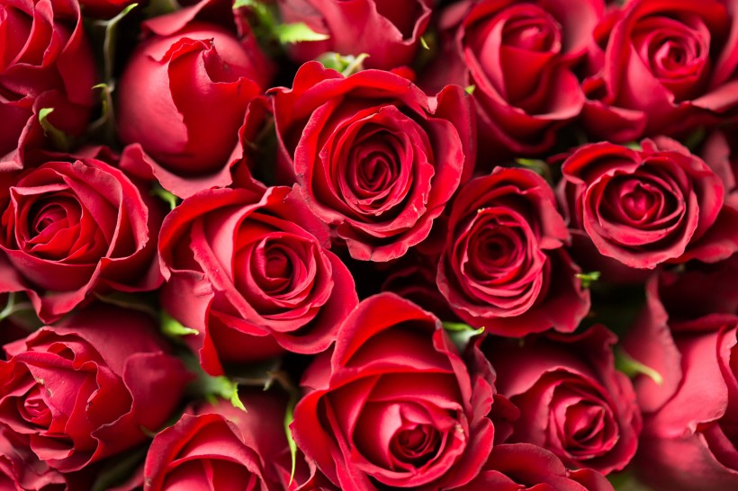 鲜艳热情似火的红玫瑰图(33张高清图片)