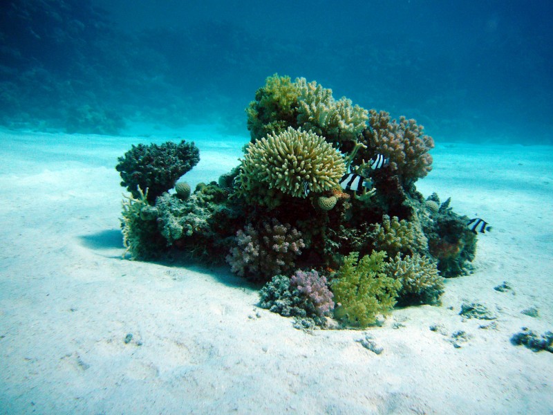 海底里唯美漂亮的珊瑚图(39张高清图片)