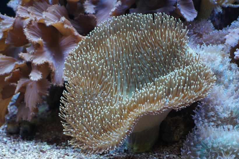 深海里的珊瑚和珊瑚礁图(13张高清图片)