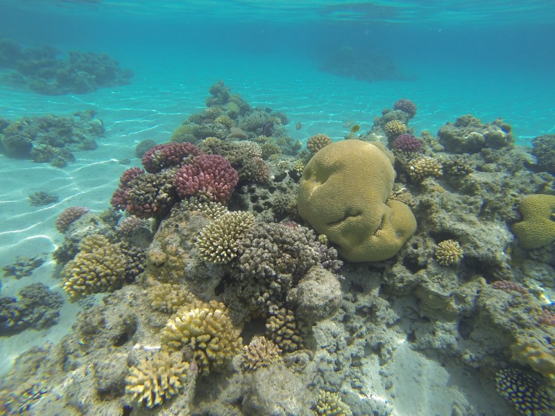 深海里的珊瑚和珊瑚礁图(13张高清图片)