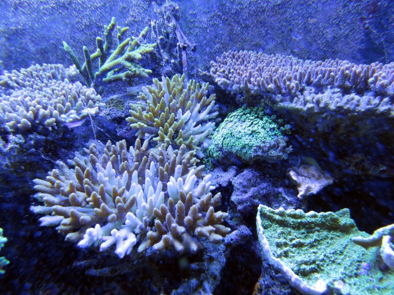 深海里的珊瑚和珊瑚礁图(12张高清图片)