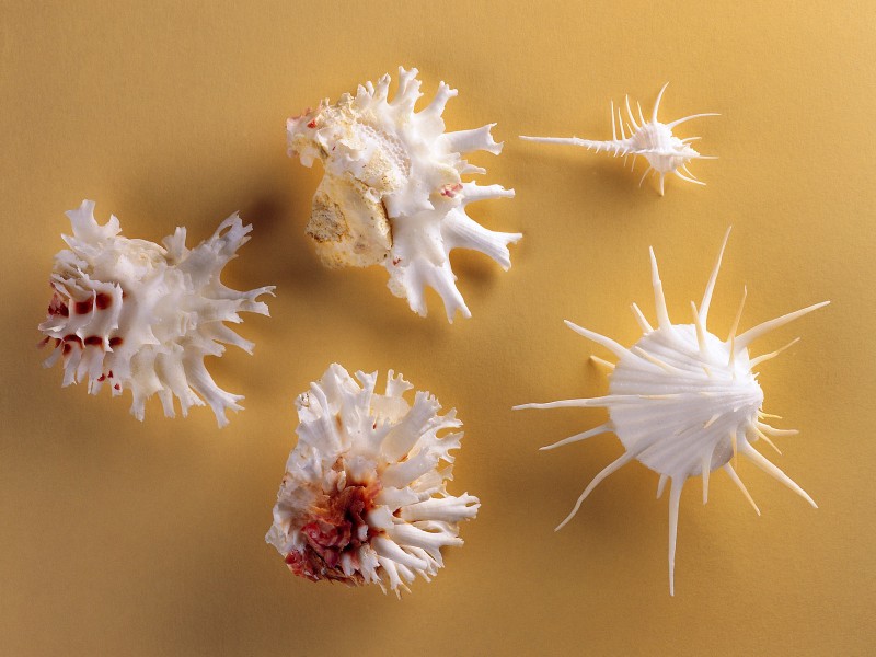 贝壳海螺图(29张高清图片)