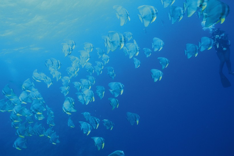 深海鱼群图(78张高清图片)