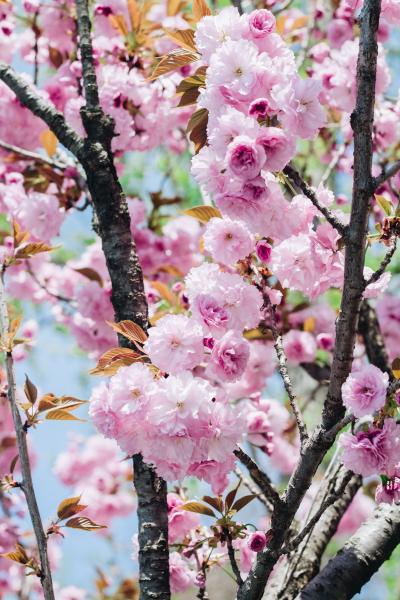 盛开的粉红樱花图(15张高清图片)