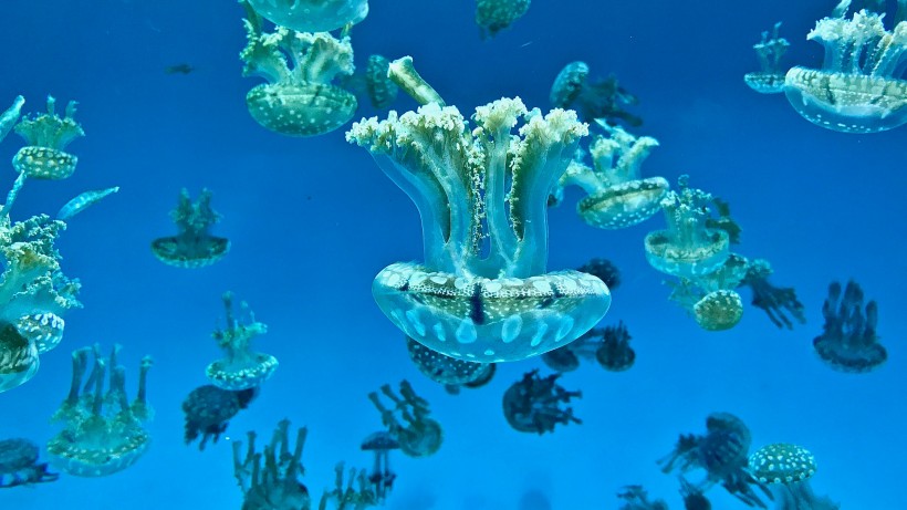 一群美丽水母图(12张高清图片)