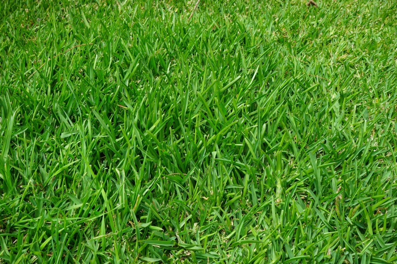 绿色护眼的草地风景图(20张高清图片)
