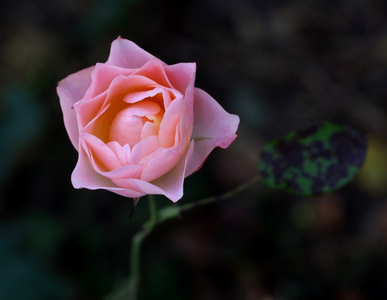 淡雅的粉色玫瑰花图(16张高清图片)