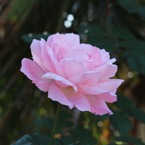 淡雅的粉色玫瑰花图(16张高清图片)