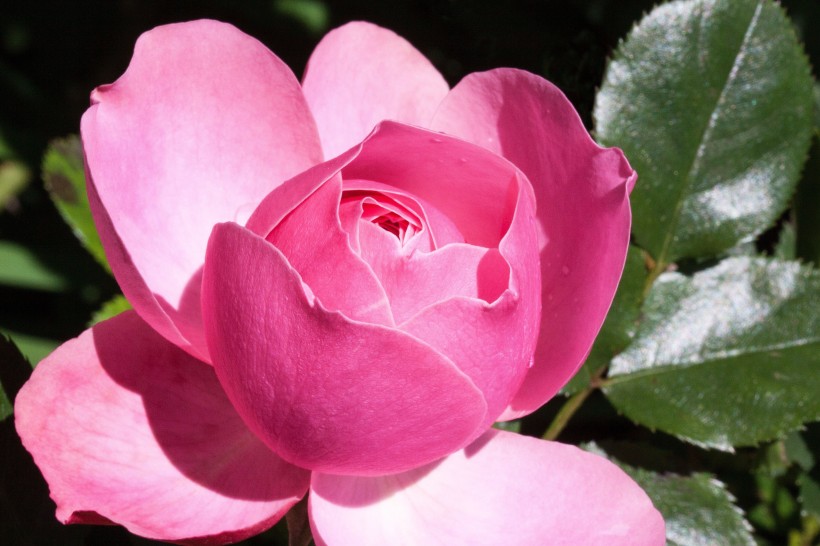 粉色玫瑰花图(10张高清图片)