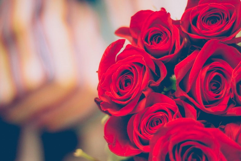 热情似火的红玫瑰花图(13张高清图片)