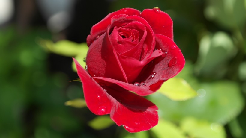 热情似火的红玫瑰花图(13张高清图片)