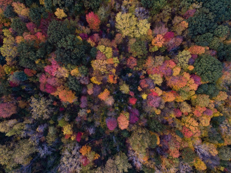 秋天的森林图(16张高清图片)