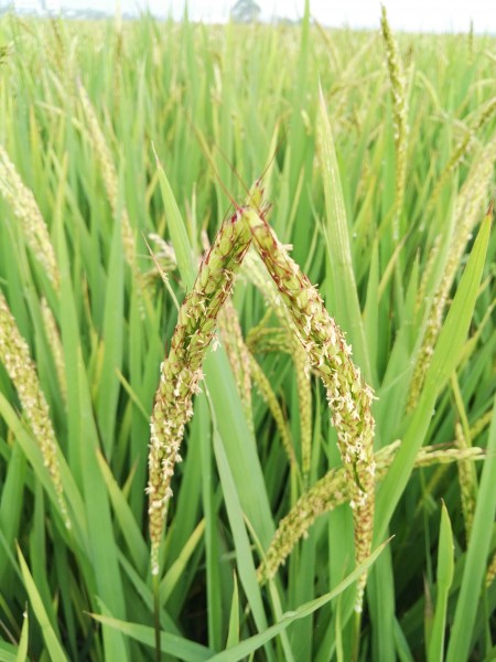 绿色的水稻图(13张高清图片)