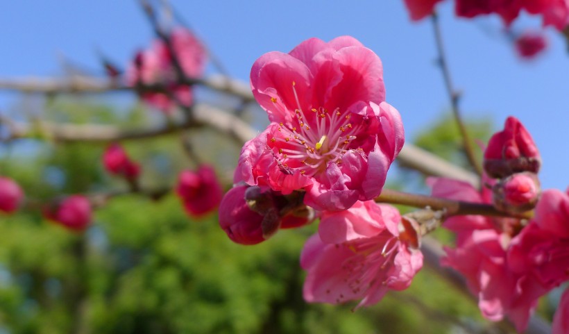 枝头盛开的桃花图(12张高清图片)