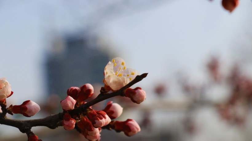 枝头盛开的桃花图(12张高清图片)