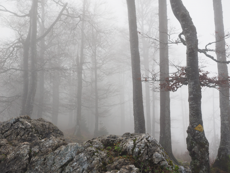 雾气弥漫的树林图(10张高清图片)