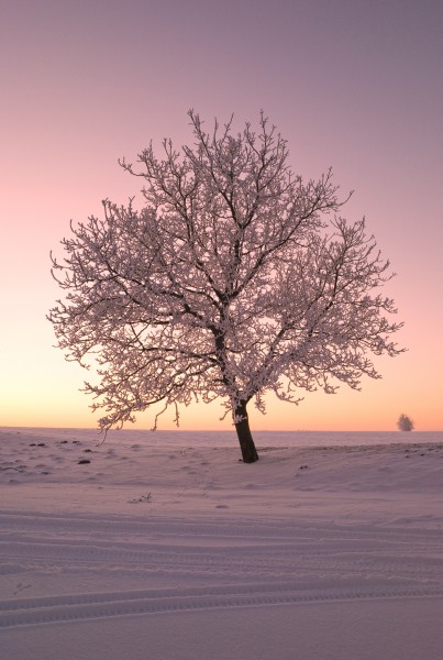 雪地里的树图(10张高清图片)
