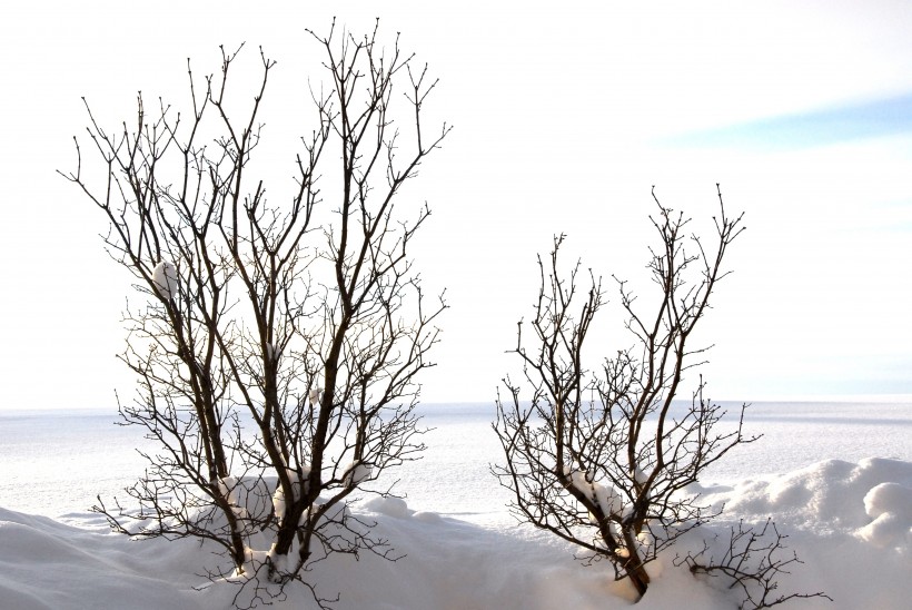 雪地里的树图(10张高清图片)