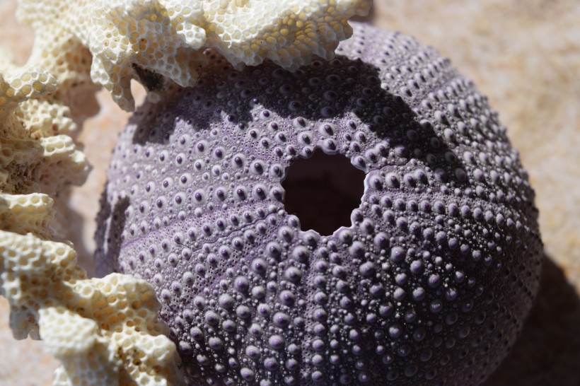 阳光下的海胆壳图(14张高清图片)
