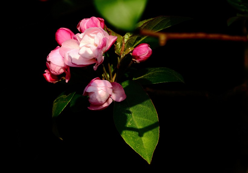 娇艳盛开的唯美海棠花图(12张高清图片)