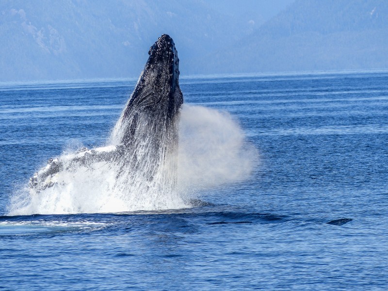 海中跳跃的座头鲸图(21张高清图片)
