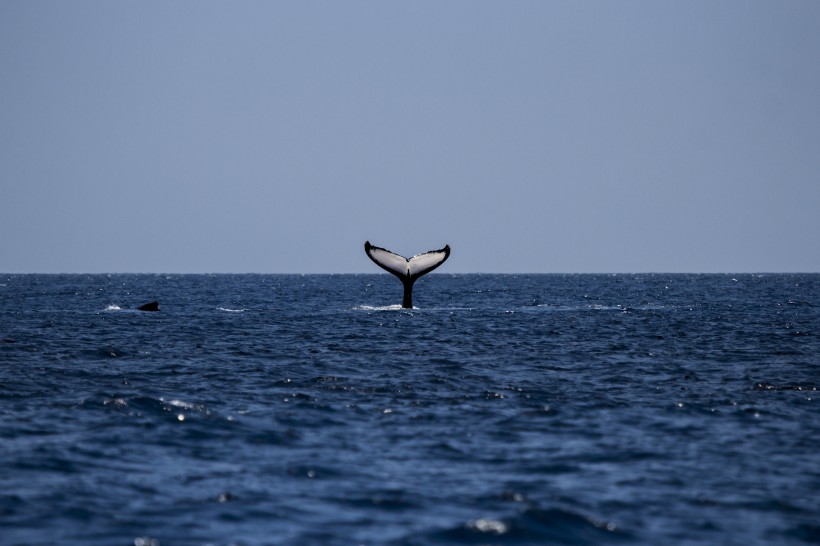 海中跳跃的座头鲸图(21张高清图片)