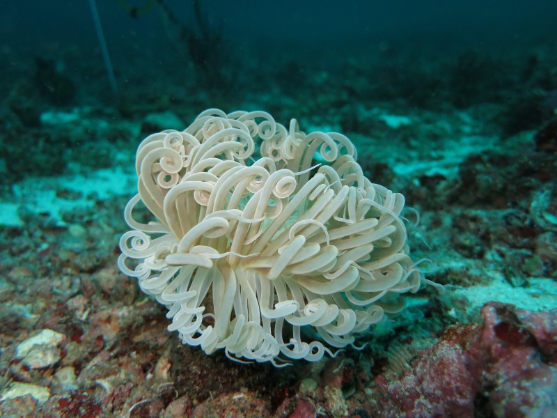 海底五颜六色神奇的珊瑚图(18张高清图片)