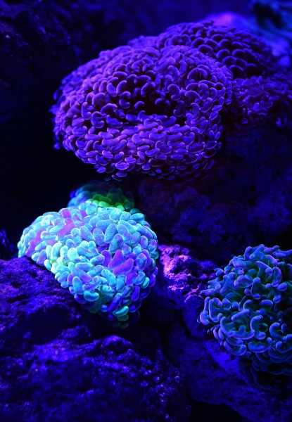 颜色绮丽的珊瑚图(14张高清图片)