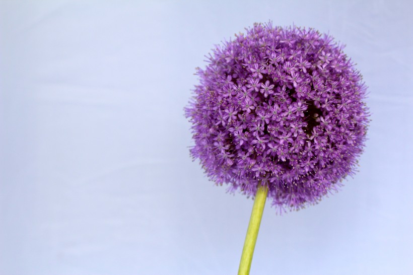 紫色淡雅的观赏葱图(14张高清图片)