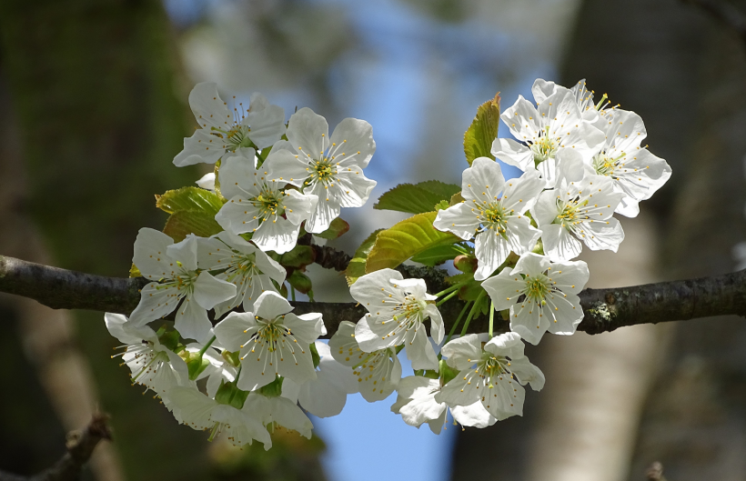 绚烂盛开的白色樱花图(17张高清图片)