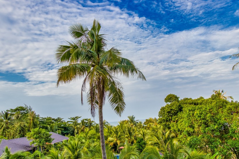 热带的椰树图(11张高清图片)