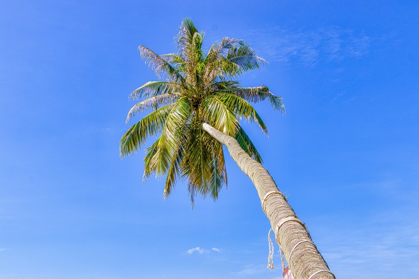 热带的椰树图(11张高清图片)