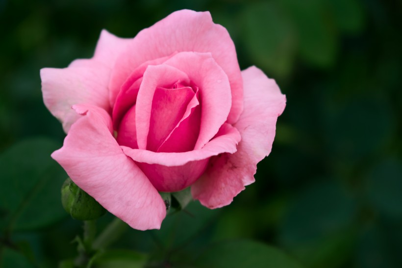 娇美的粉色玫瑰花图(15张高清图片)